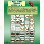 Плакат з біології "Метелики"
