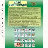 Плакат по биологии "Земноводные"