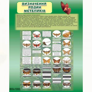 Плакат з біології "Метелики" -  
                                            Плакати для кабінету біології  