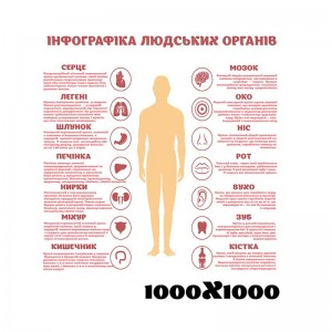 Стенд медицинский "Инфографика органов" -  
                                            Медицинский угол и стенды  