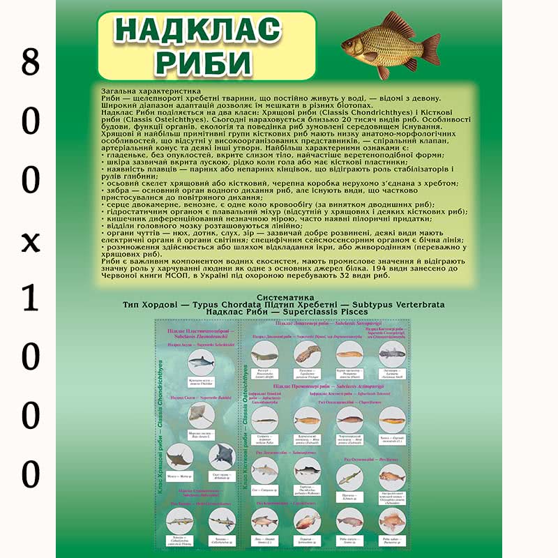 Плакат з біології "Риби"
